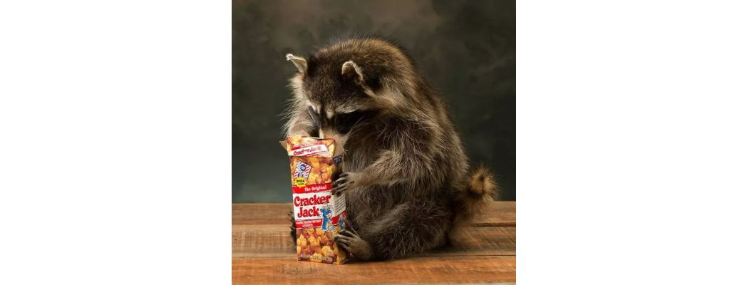 Cracker Jack eating Raccoon Taxidermy