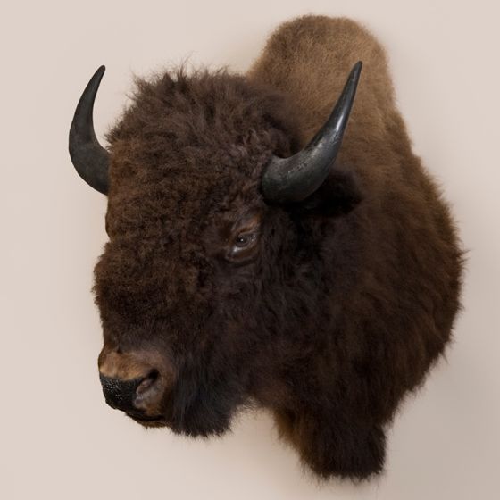 Bison Head Trophy Mount