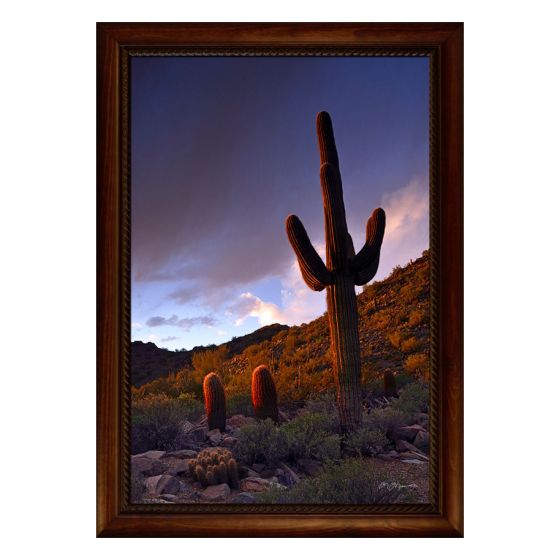 "Desert Shadows" by Mitchell Mansanarez