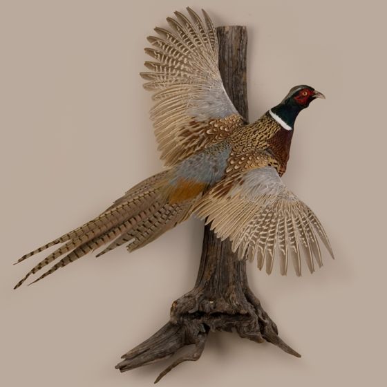 Male Pheasant Flying