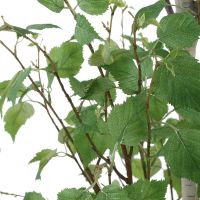 Boreal Potted Birch Tree detail
