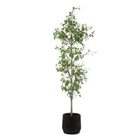 Boreal Potted Birch Tree