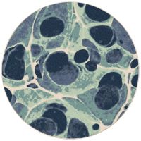 Deep Sea Area Rug - Sea Foam