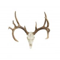 Whitetail Deer European Mount