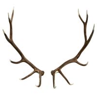 Elk Faux Antler