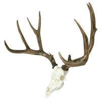 European Mule Deer Mount