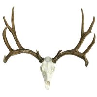 European Mule Deer Mount