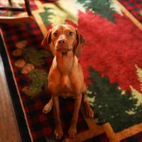Plaid Woodsman Rug - Who's a good boy?!?