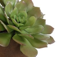 Sable Succulent Accent detail