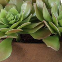 Sable Succulent Accent detail