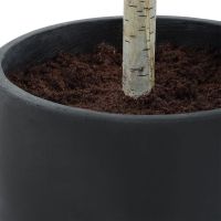 Boreal Potted Birch Tree detail