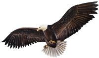 Rustic Flying Eagle Wood Wall Art