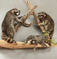 Raccoon Family of Three Trophy Mount