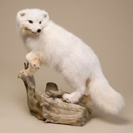 Silver Fox Taxidermy