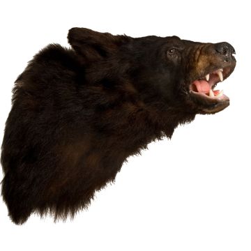 Bear's Head Trophy Mount
