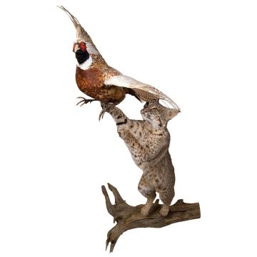Bobcat Chasing Pheasant Trophy Mount