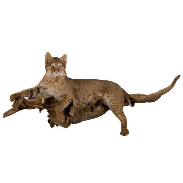 Bobcat Trophy Mount