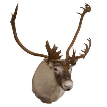 Caribou Head Trophy Mount