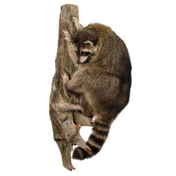 Climbing Raccoon Trophy Mount