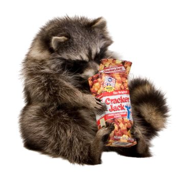Cracker Jack Raccoon Trophy Mount