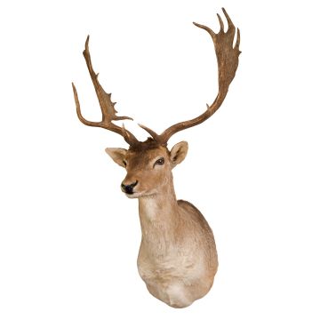 Fallow Deer Head Trophy Mount