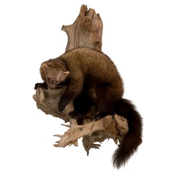 Fisher Trophy Mount