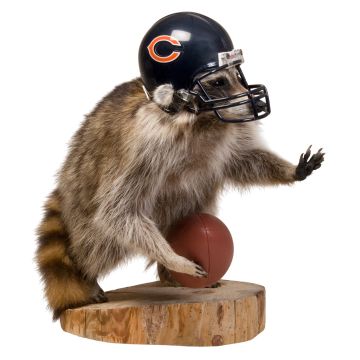 Football Raccoon Trophy Mount