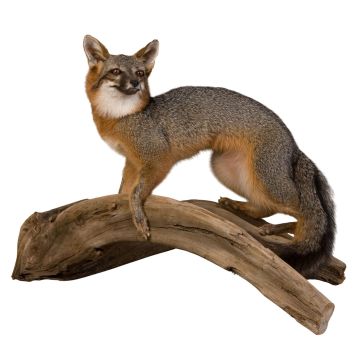 Wild Fox Trophy Mount - Gray Fox