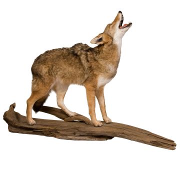 Howling Coyote Trophy Mount