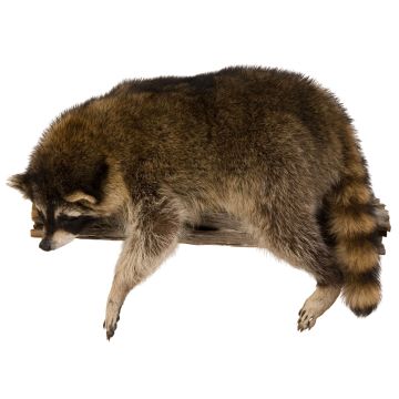 Resting Raccoon Trophy Mount