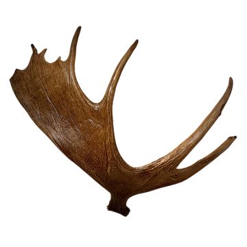 Moose Antler Sconce