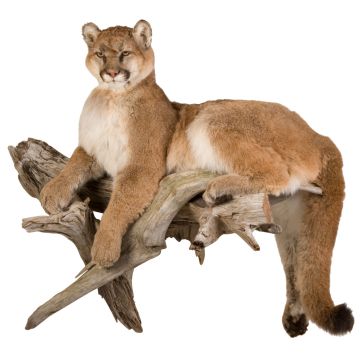 Mountain Lion Trophy Mount
