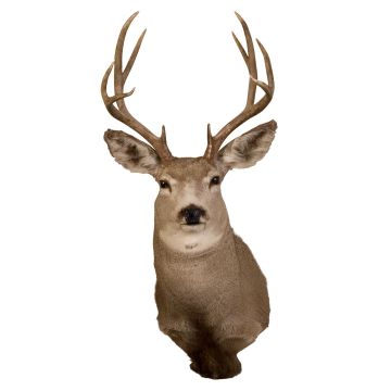 Mule Deer Head Trophy Mount