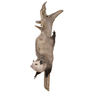 Hanging Out with a Grin Opossum Trophy Mount