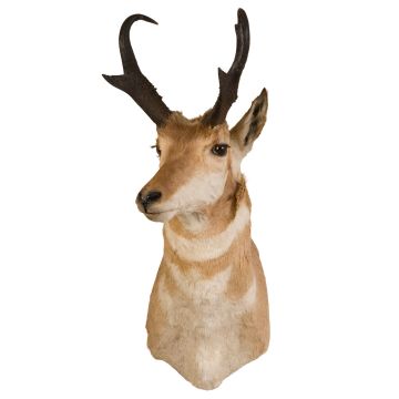 Pronghorn Antelope Head Trophy Mount
