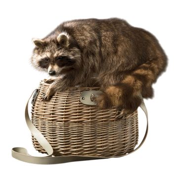 Raiding Raccoon Taxidermy Mount