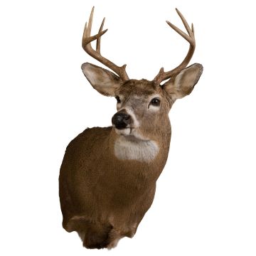 White Tail Deer Head Trophy Mount