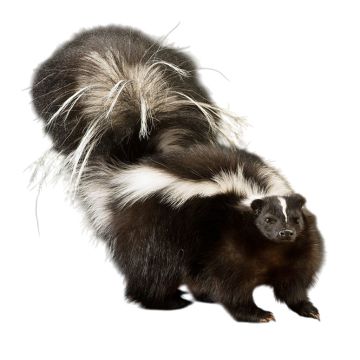 Pepe Non Pew Skunk Mount