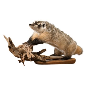 Not the Honey Badger Trophy Mount
