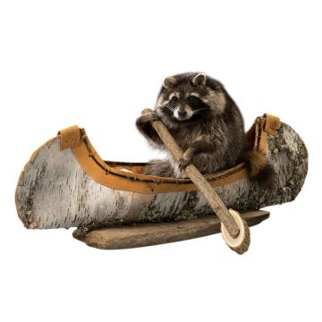Canoeing Raccoon Trophy Mount