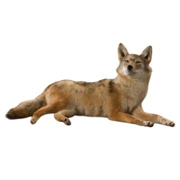 Resting Coyote Trophy Mount
