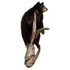 Standing Bear on Log Trophy Mount