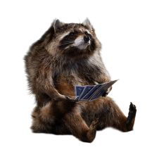 Card Shark Raccoon Whimsical Taxidermy