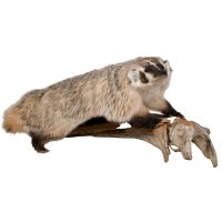 Not the Honey Badger Trophy Mount