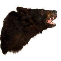 Bear's Head Trophy Mount