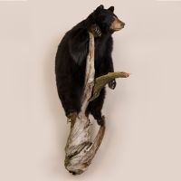 Standing Bear on Log Trophy Mount