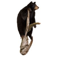 Standing Bear on Log Trophy Mount