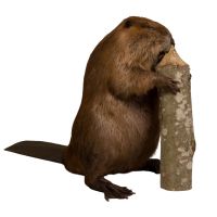 Beaver Trophy Mount