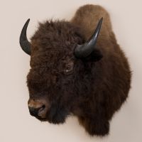 Bison Head Trophy Mount