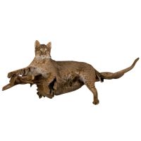 Bobcat Trophy Mount